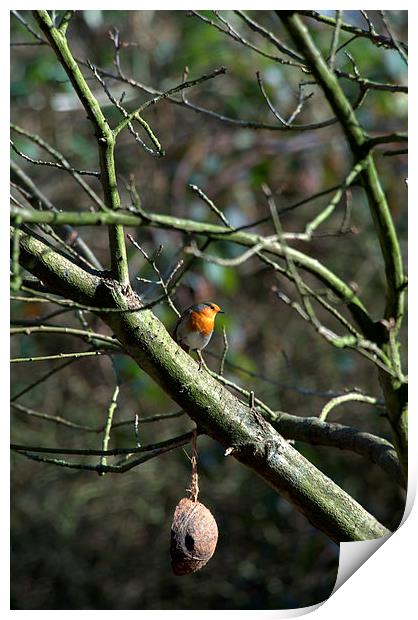 Robin Print by David Brooks