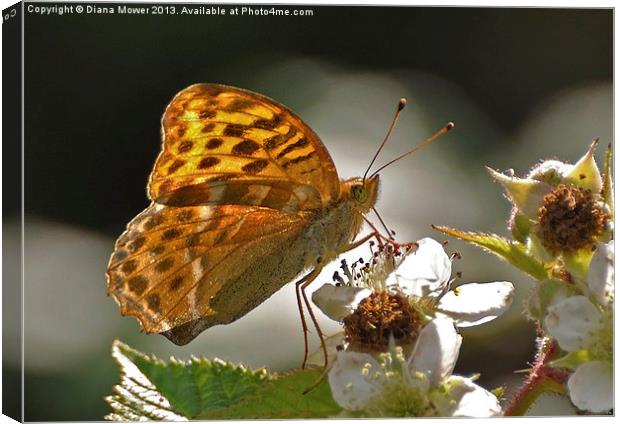 Silver Washed Fritillary Canvas Print by Diana Mower