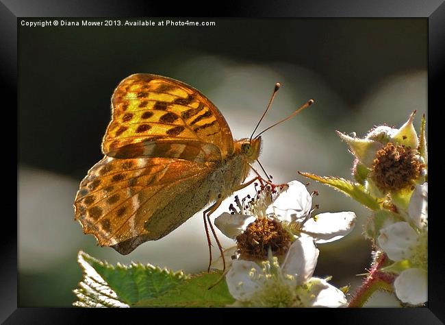 Silver Washed Fritillary Framed Print by Diana Mower