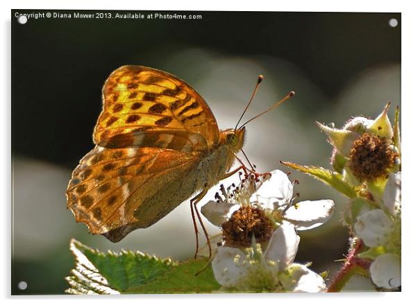 Silver Washed Fritillary Acrylic by Diana Mower