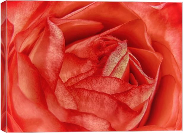 Coral Rose Canvas Print by Mary Lane