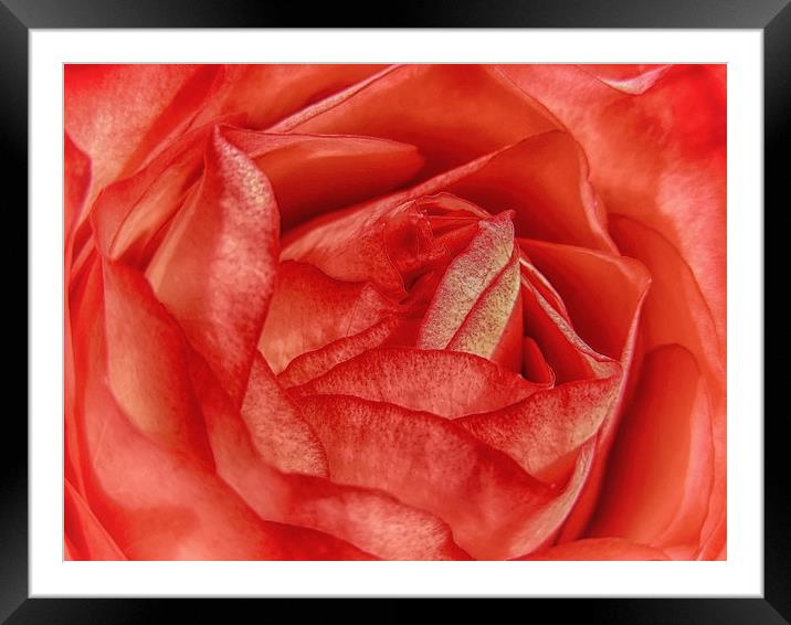 Coral Rose Framed Mounted Print by Mary Lane