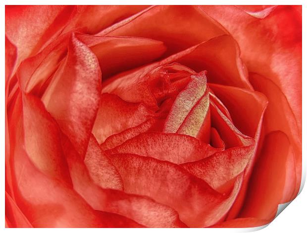 Coral Rose Print by Mary Lane