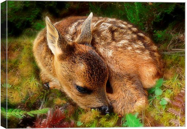 Roe deer fawn Canvas Print by Macrae Images
