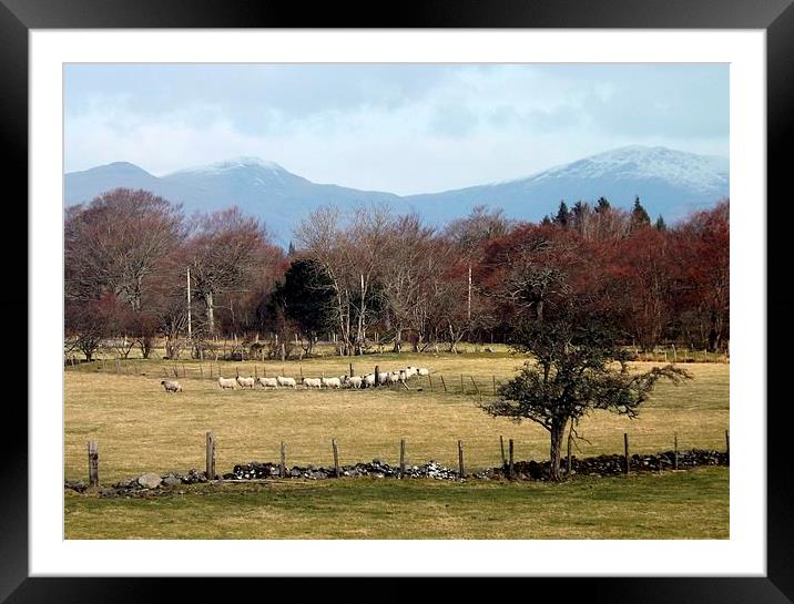 Sheep ,Following the Leader ! Framed Mounted Print by Bill Lighterness
