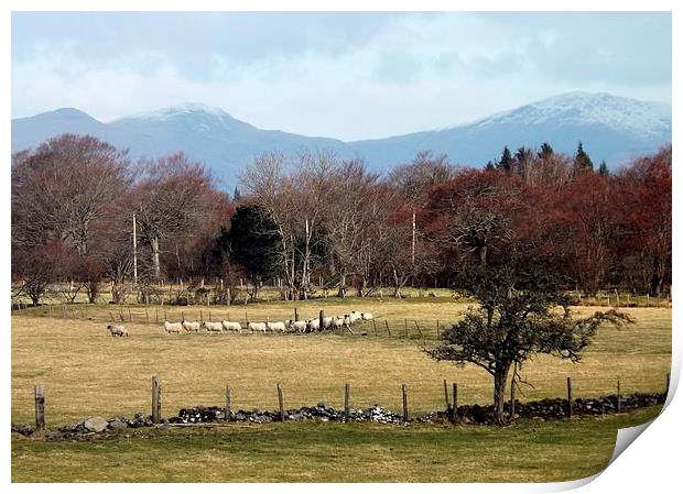 Sheep ,Following the Leader ! Print by Bill Lighterness