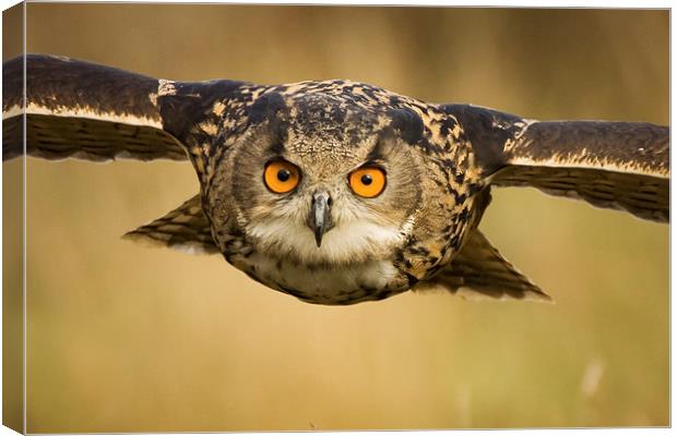 European Eagle Owl in Flight Canvas Print by Sue Dudley