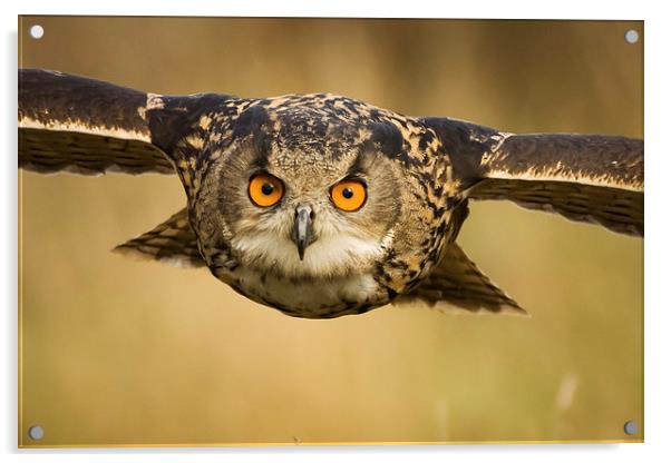 European Eagle Owl in Flight Acrylic by Sue Dudley