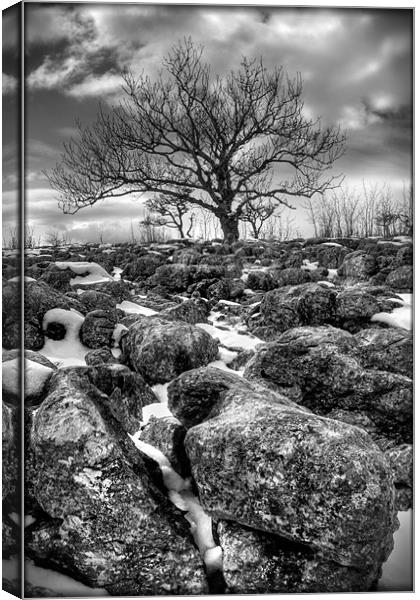 Lonely Tree Canvas Print by Toby Gascoyne