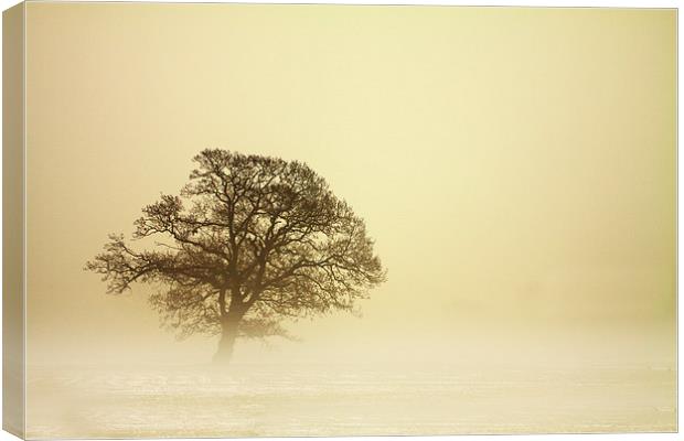 Tree in Mist Canvas Print by Sue Dudley