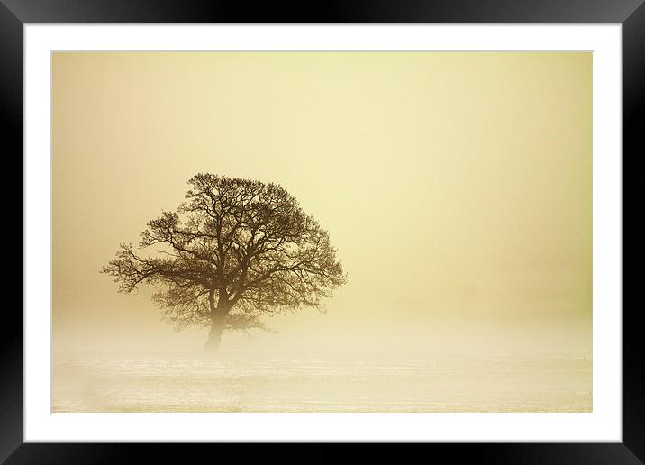 Tree in Mist Framed Mounted Print by Sue Dudley