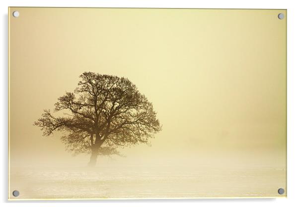 Tree in Mist Acrylic by Sue Dudley