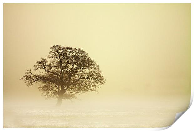 Tree in Mist Print by Sue Dudley
