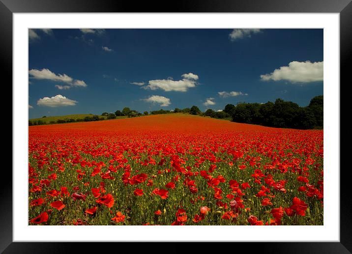 Summer Poppies Framed Mounted Print by Sue Dudley