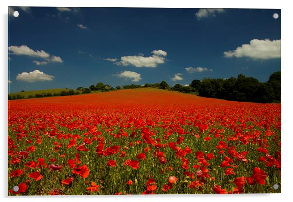 Summer Poppies Acrylic by Sue Dudley