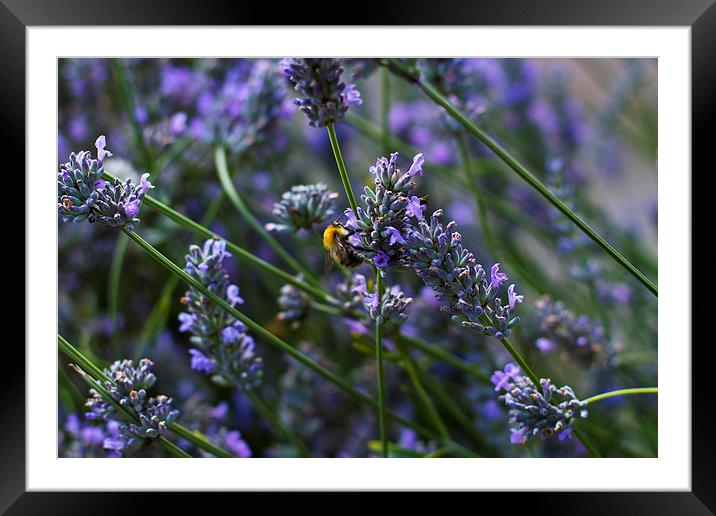 Busy Bee Framed Mounted Print by R J Bull