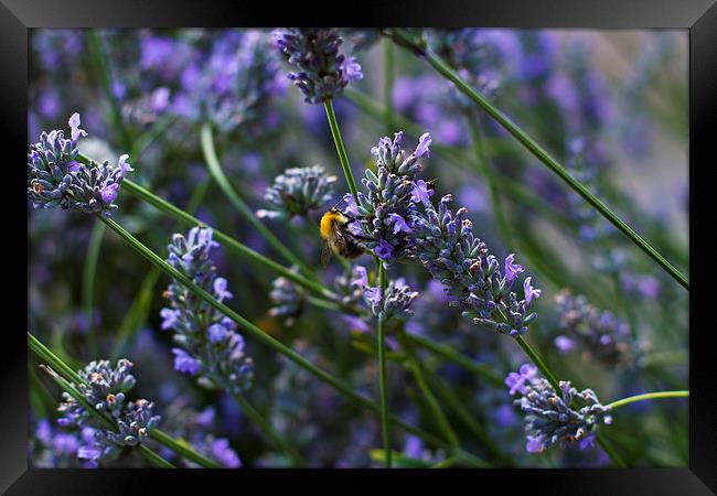 Busy Bee Framed Print by R J Bull