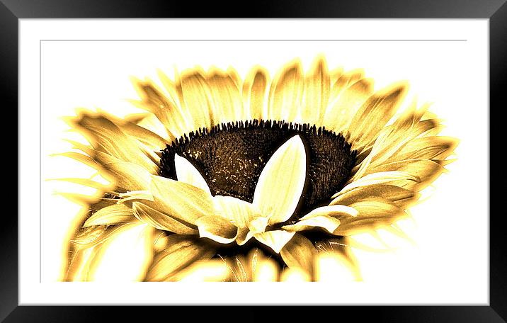 Overexposed Sunflower Framed Mounted Print by Sue Bottomley