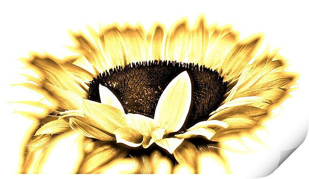 Overexposed Sunflower Print by Sue Bottomley