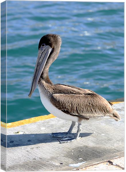 Windy Pelican Canvas Print by Thomas Grob