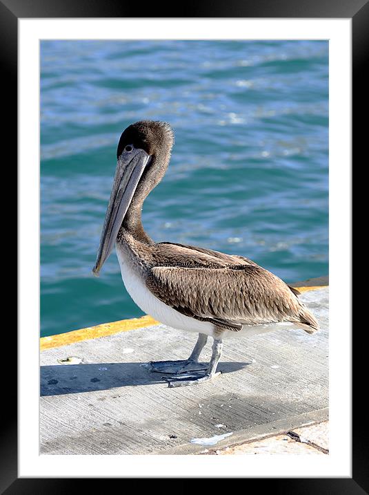 Windy Pelican Framed Mounted Print by Thomas Grob