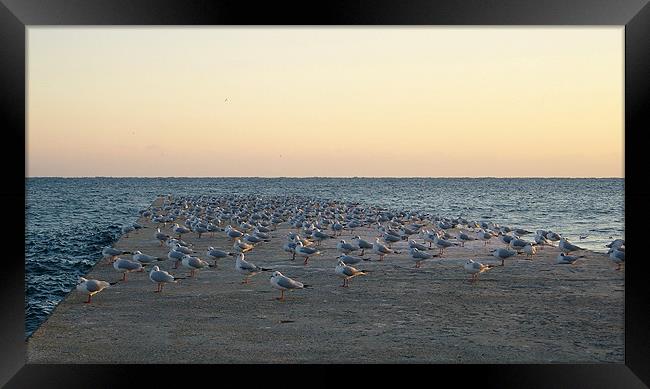 Seagull Landing Strip. Framed Print by David Steven