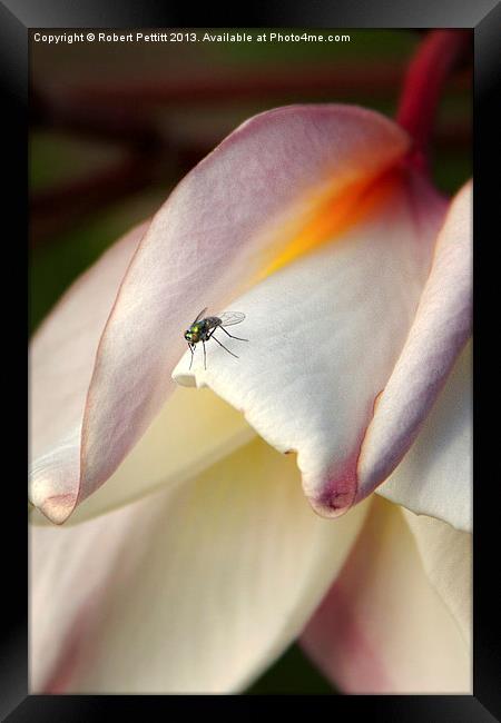 Tiny Tiny Fly Framed Print by Robert Pettitt