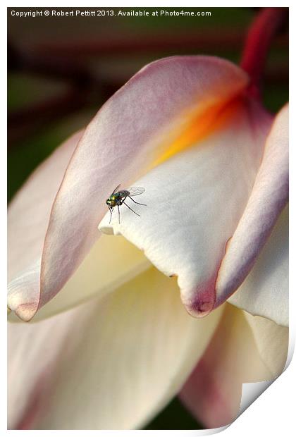 Tiny Tiny Fly Print by Robert Pettitt