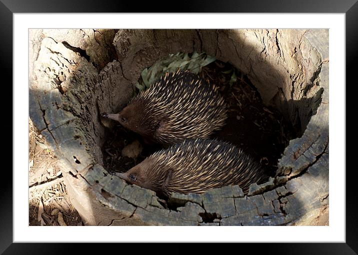 Echidnas In Hiding Framed Mounted Print by Graham Palmer