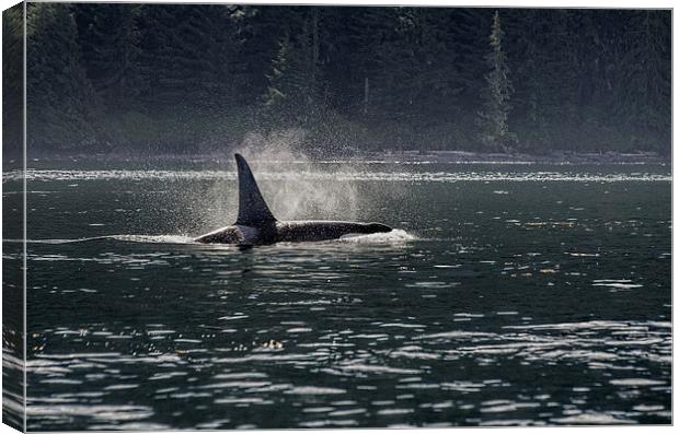Morning Orca Canvas Print by Darryl Luscombe