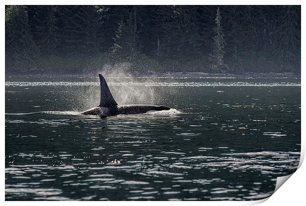 Morning Orca Print by Darryl Luscombe