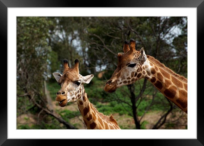 Dont You Know Its Rude To Poke Your Tongue Out? Framed Mounted Print by Graham Palmer