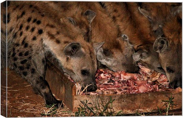 Spotted Hyena Scavenging at Night Canvas Print by Carole-Anne Fooks