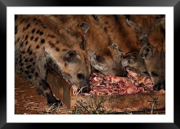 Spotted Hyena Scavenging at Night Framed Mounted Print by Carole-Anne Fooks