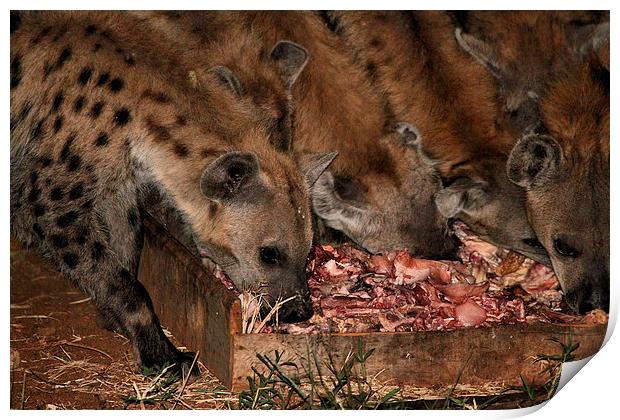 Spotted Hyena Scavenging at Night Print by Carole-Anne Fooks