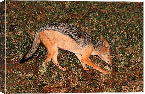 Side-striped Jackal at Night Canvas Print by Carole-Anne Fooks