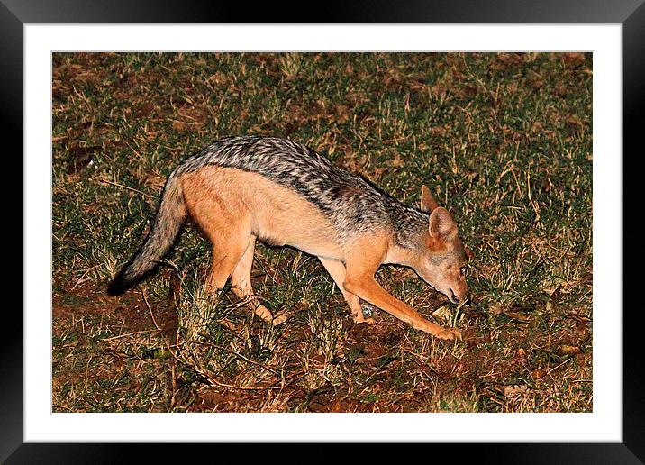 Side-striped Jackal at Night Framed Mounted Print by Carole-Anne Fooks