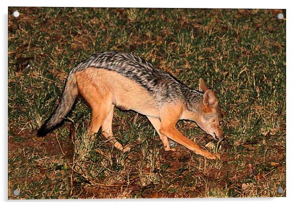Side-striped Jackal at Night Acrylic by Carole-Anne Fooks