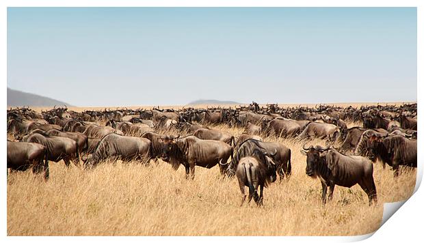 Some Members of the Wildebeest Migration Print by Carole-Anne Fooks