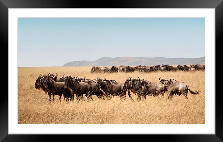 Some Members of the Wildebeest Migration Framed Mounted Print by Carole-Anne Fooks