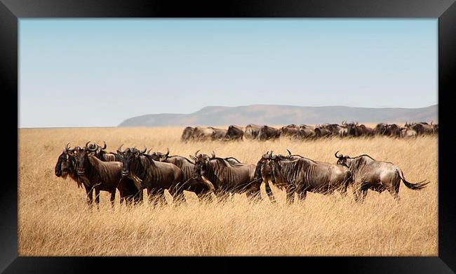 Some Members of the Wildebeest Migration Framed Print by Carole-Anne Fooks