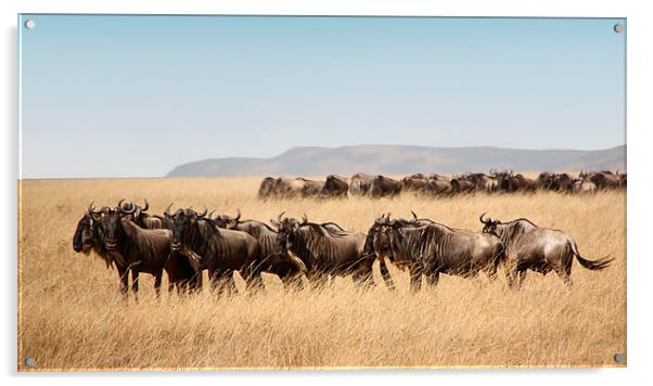 Some Members of the Wildebeest Migration Acrylic by Carole-Anne Fooks