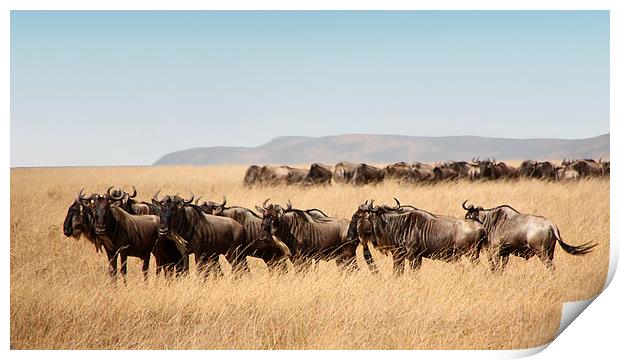 Some Members of the Wildebeest Migration Print by Carole-Anne Fooks