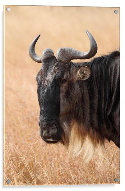 Wildebeest Portrait Acrylic by Carole-Anne Fooks