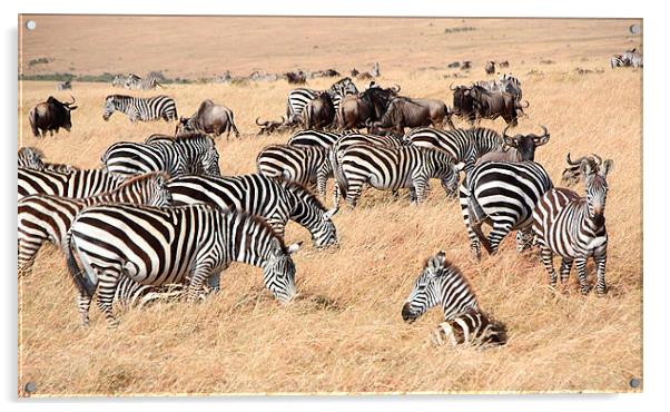 Zebra & Wildebeest Migration Acrylic by Carole-Anne Fooks