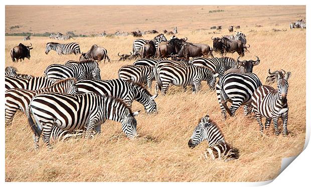 Zebra & Wildebeest Migration Print by Carole-Anne Fooks