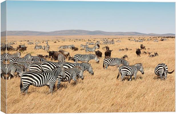 Zebra & Wildebeest Migration Canvas Print by Carole-Anne Fooks