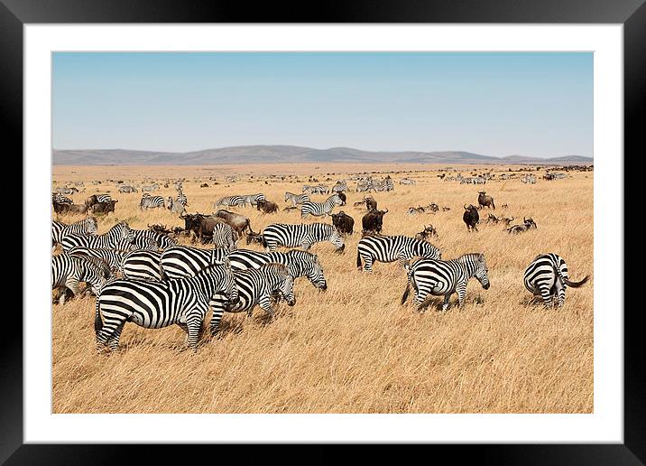 Zebra & Wildebeest Migration Framed Mounted Print by Carole-Anne Fooks
