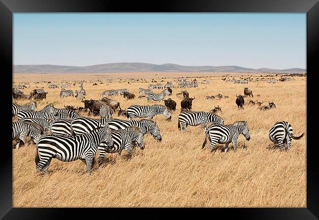 Zebra & Wildebeest Migration Framed Print by Carole-Anne Fooks
