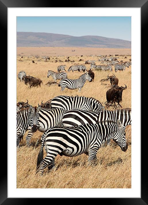 Zebra & Wildebeest Migration Framed Mounted Print by Carole-Anne Fooks